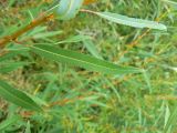 genus Salix