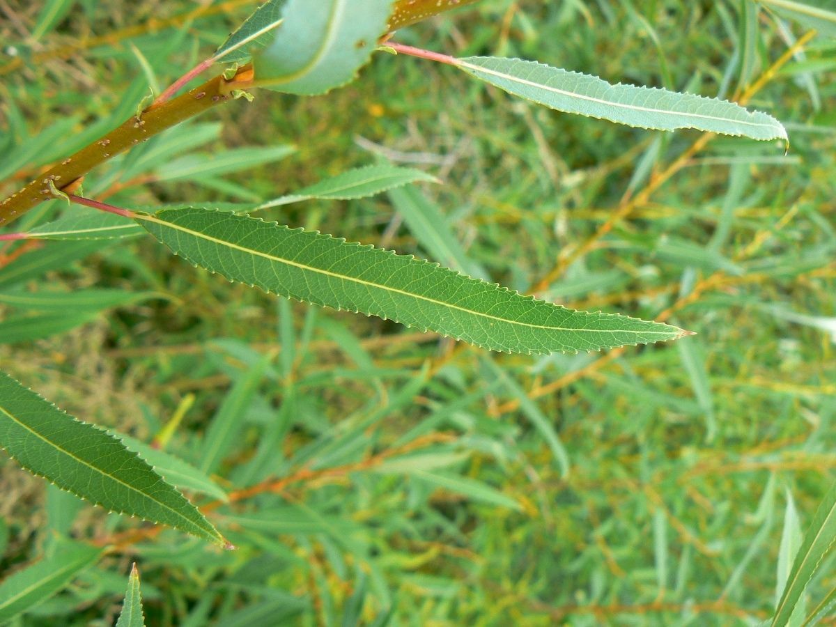 Image of Salix babylonica specimen.