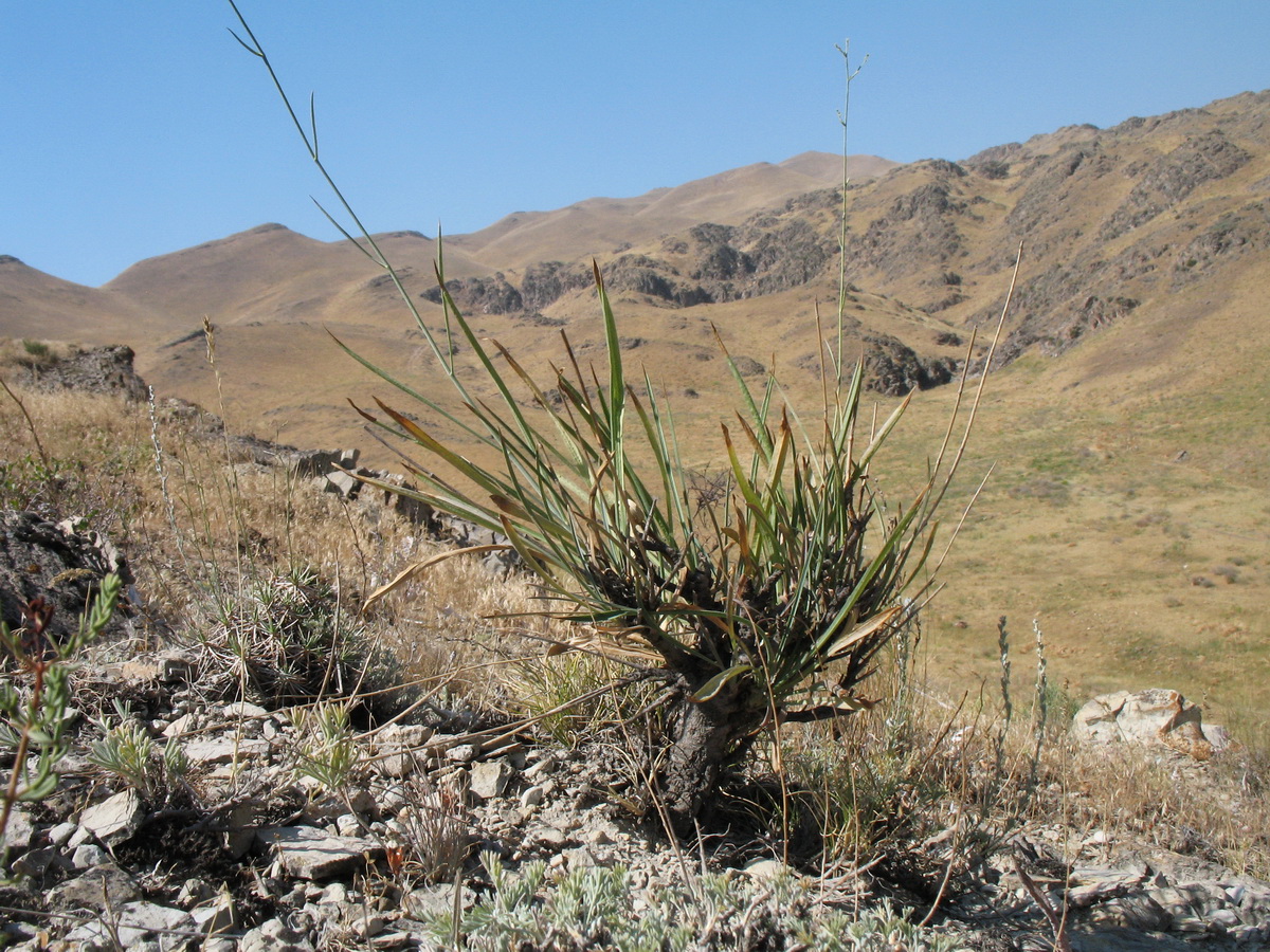 Image of Bupleurum exaltatum specimen.