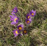 Pulsatilla multifida