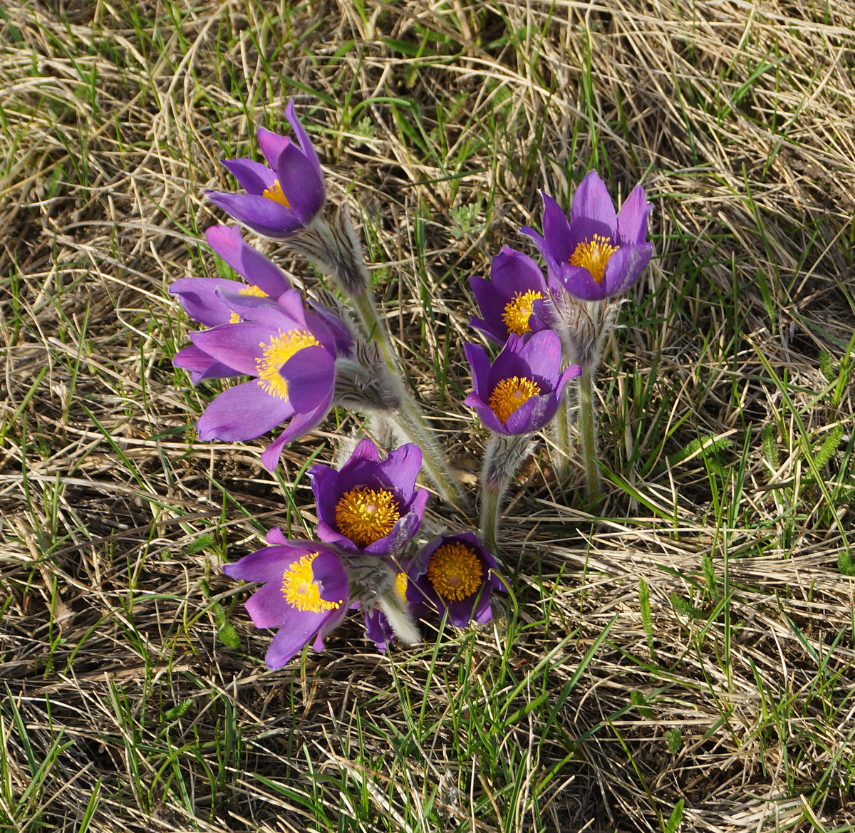 Image of Pulsatilla multifida specimen.