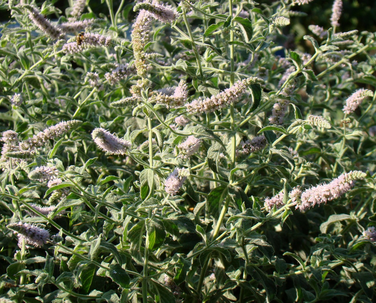 Image of Mentha longifolia specimen.