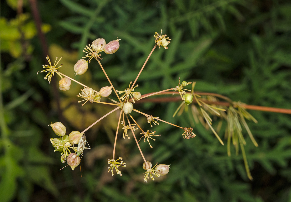 Изображение особи род Chaerophyllum.