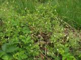 Ceratocapnos claviculata. Цветущие растения на лесной поляне. Нидерланды, провинция Drenthe, национальный парк Drentsche Aa, дубовые посадки. 13 июня 2010 г.
