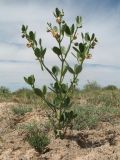 Zygophyllum fabago subspecies orientale. Цветущее и плодоносящее растение. Южный Казахстан, вост. предгорья хр. Сырдарьинский Каратау, Закаратауская равнина (возвышенность), котловина оз. Сорколь, прибрежный солончак. 16 мая 2018 г.