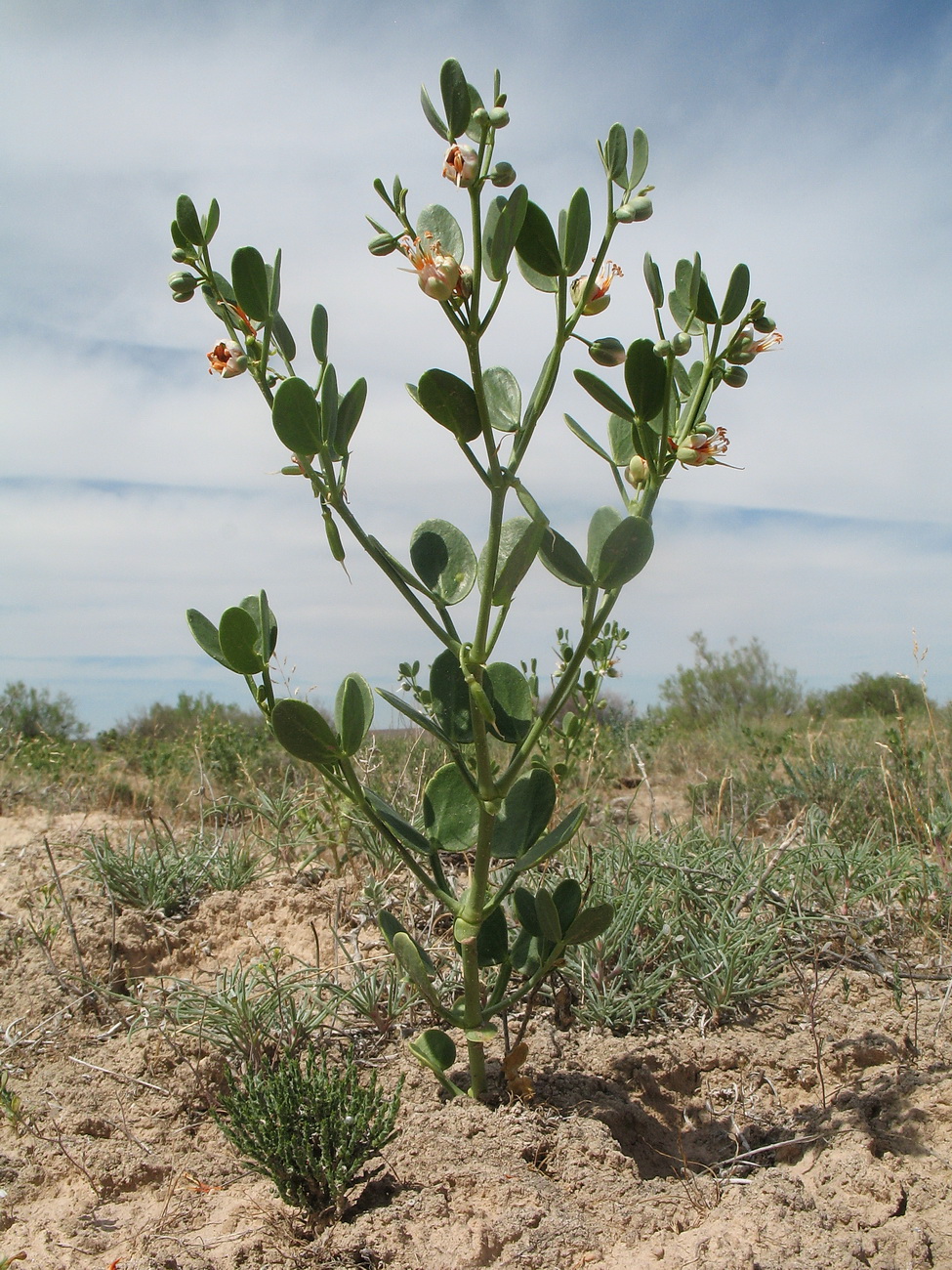 Image of Zygophyllum fabago ssp. orientale specimen.