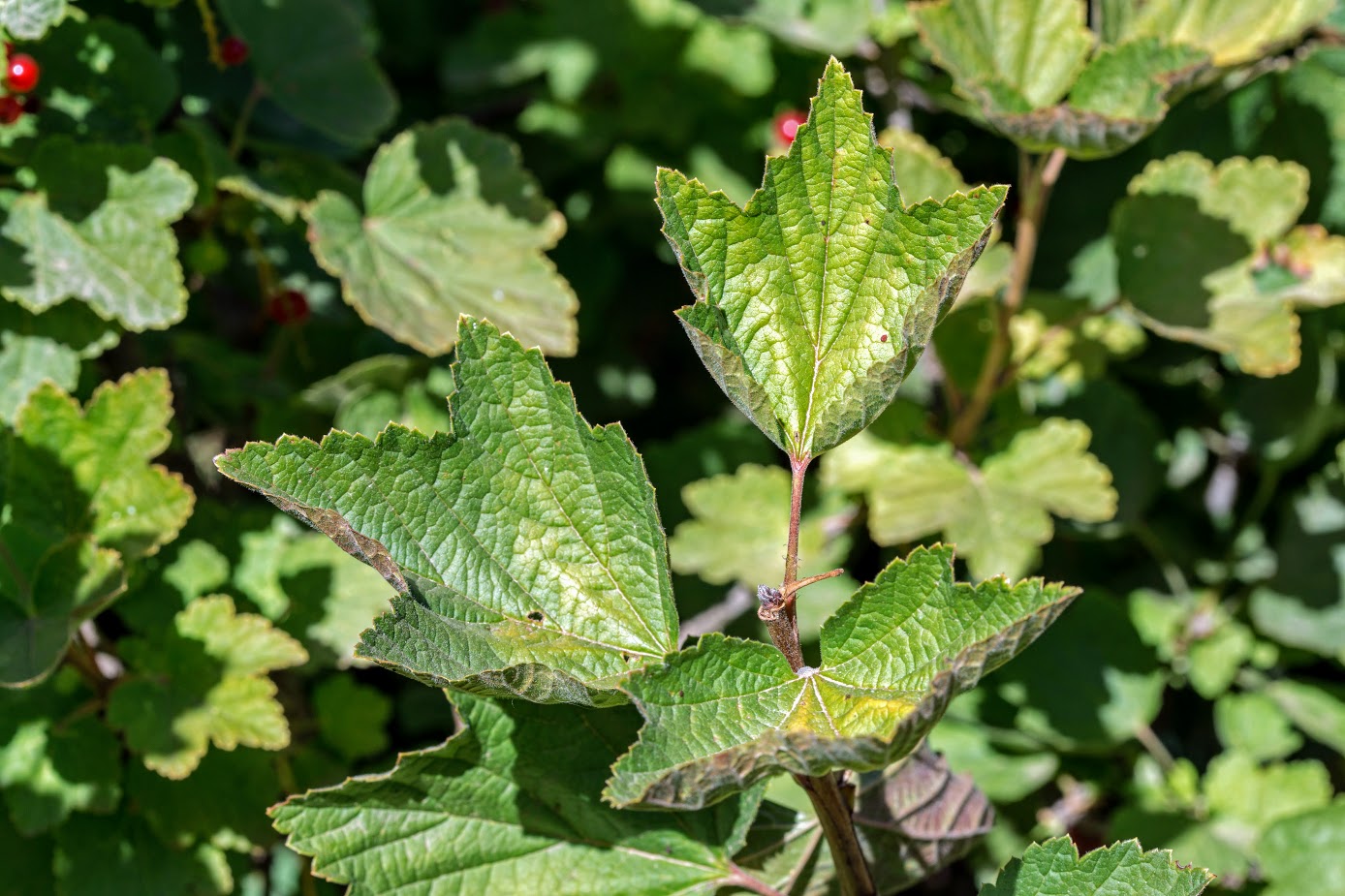 Изображение особи Ribes rubrum.