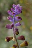 genus Leopoldia