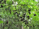Staphylea pinnata