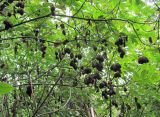 Staphylea pinnata