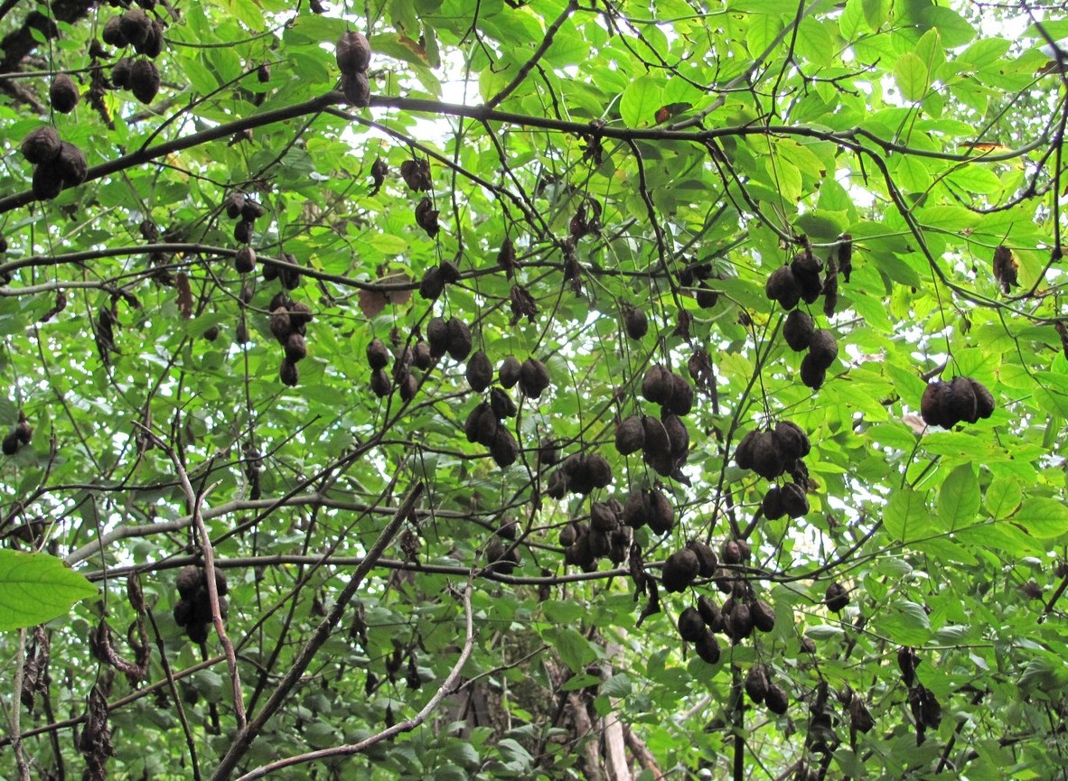 Image of Staphylea pinnata specimen.