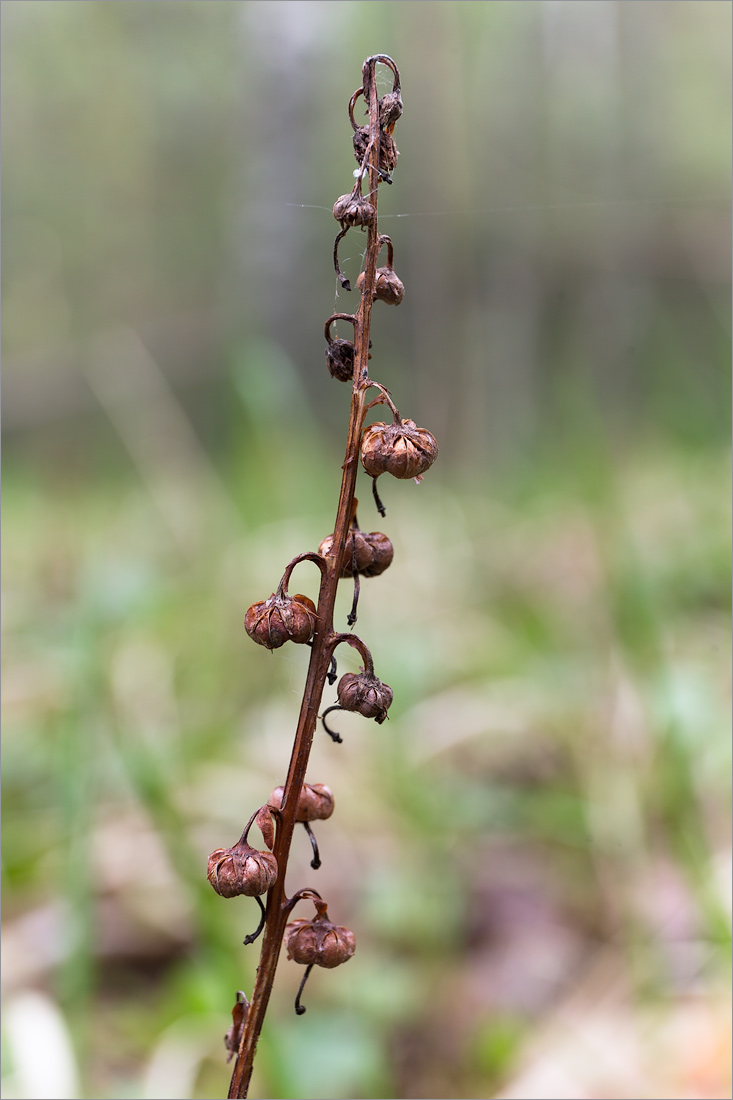 Image of Pyrola rotundifolia specimen.