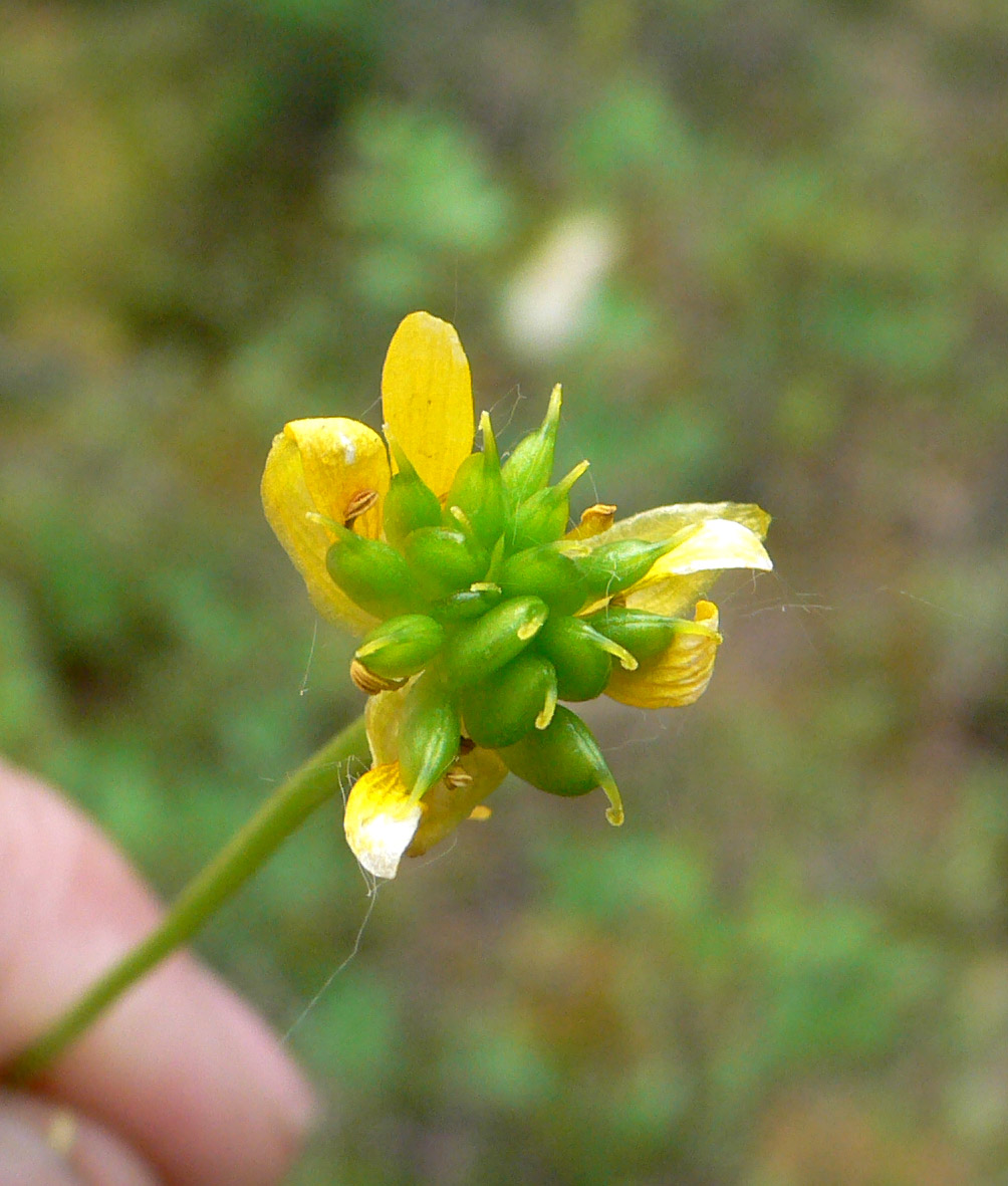 Image of Ranunculus lapponicus specimen.