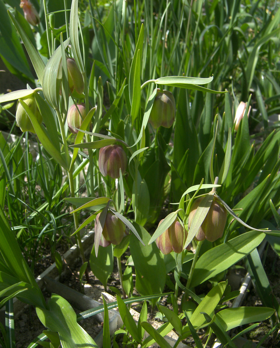 Image of Fritillaria pontica specimen.