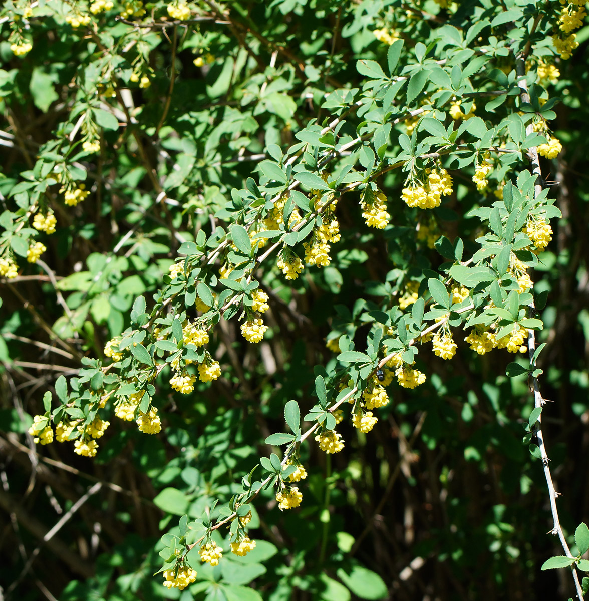 Изображение особи Berberis vulgaris.