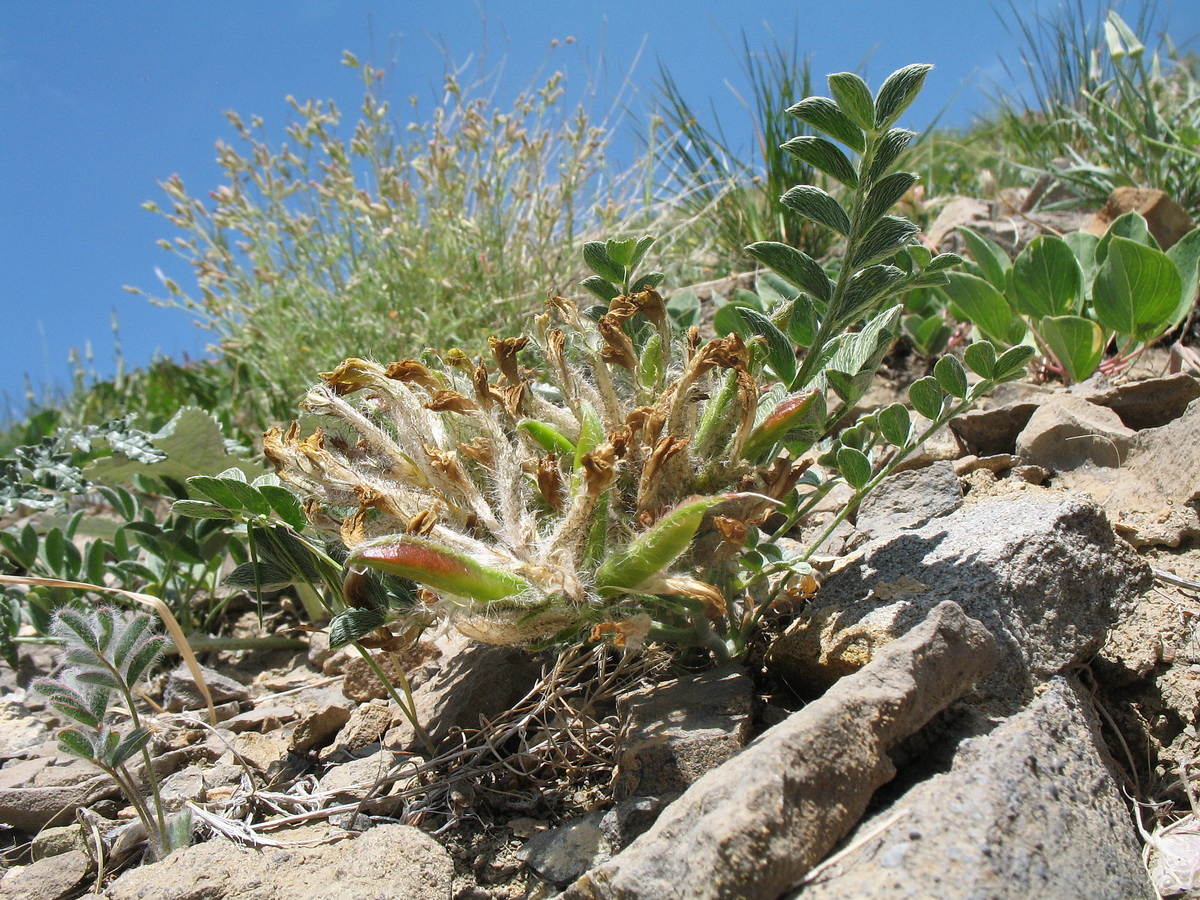 Изображение особи род Astragalus.