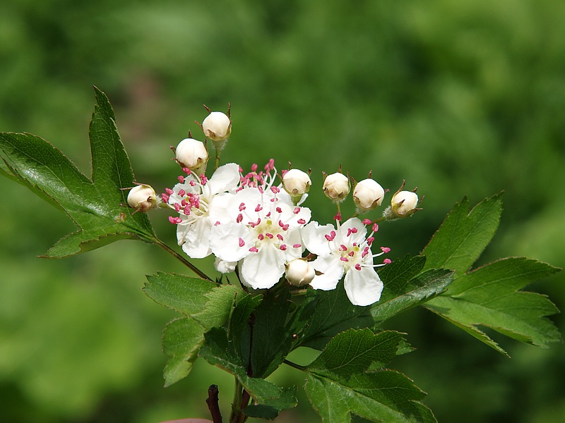 Изображение особи род Crataegus.