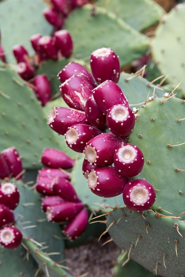 Image of genus Opuntia specimen.
