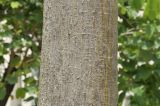 Ceiba pentandra