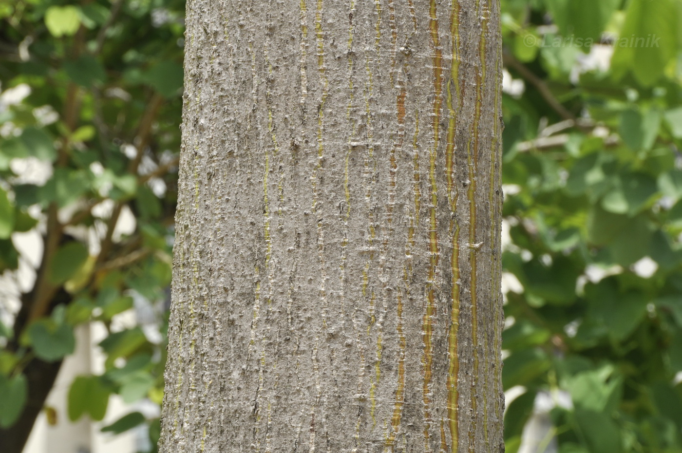 Image of Ceiba pentandra specimen.