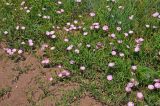 Convolvulus chinensis