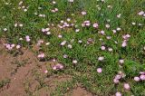 Convolvulus chinensis