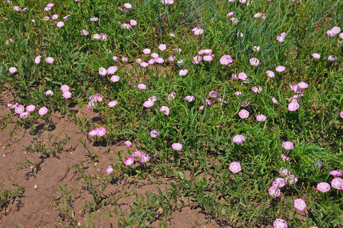 Image of Convolvulus chinensis specimen.