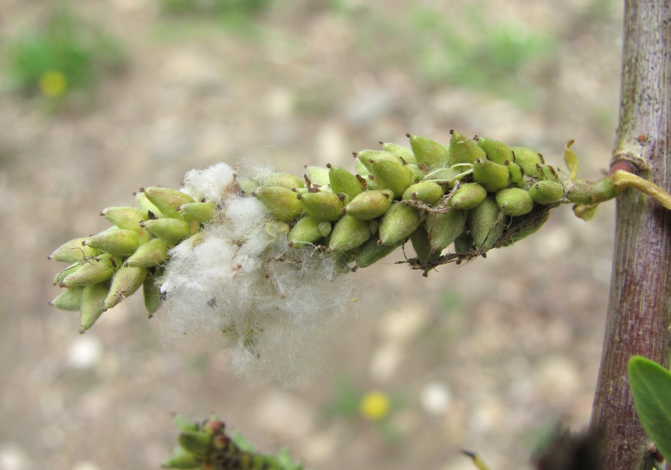 Image of Salix elbursensis specimen.