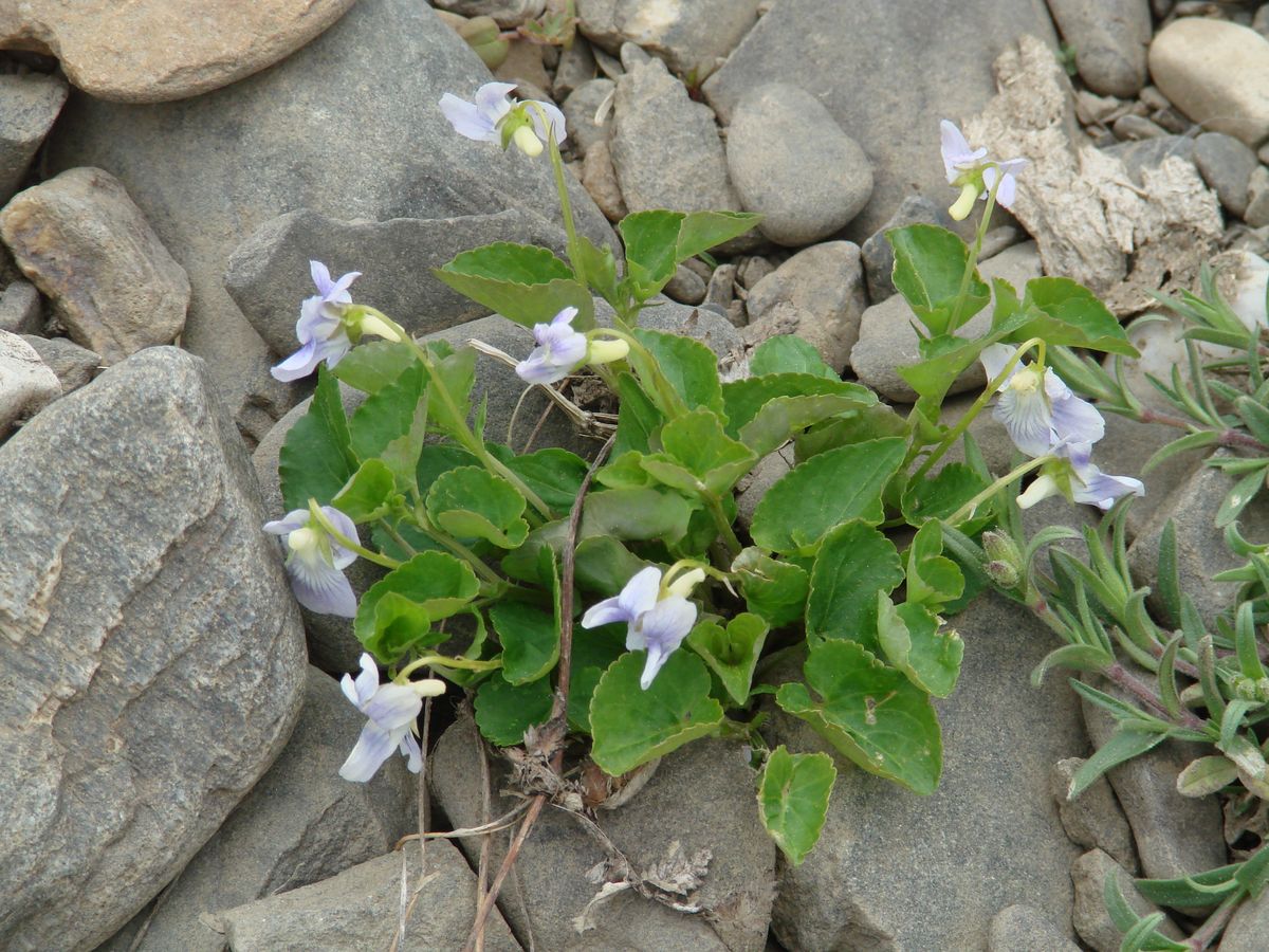 Image of Viola rupestris specimen.