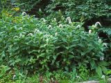 Lysimachia clethroides