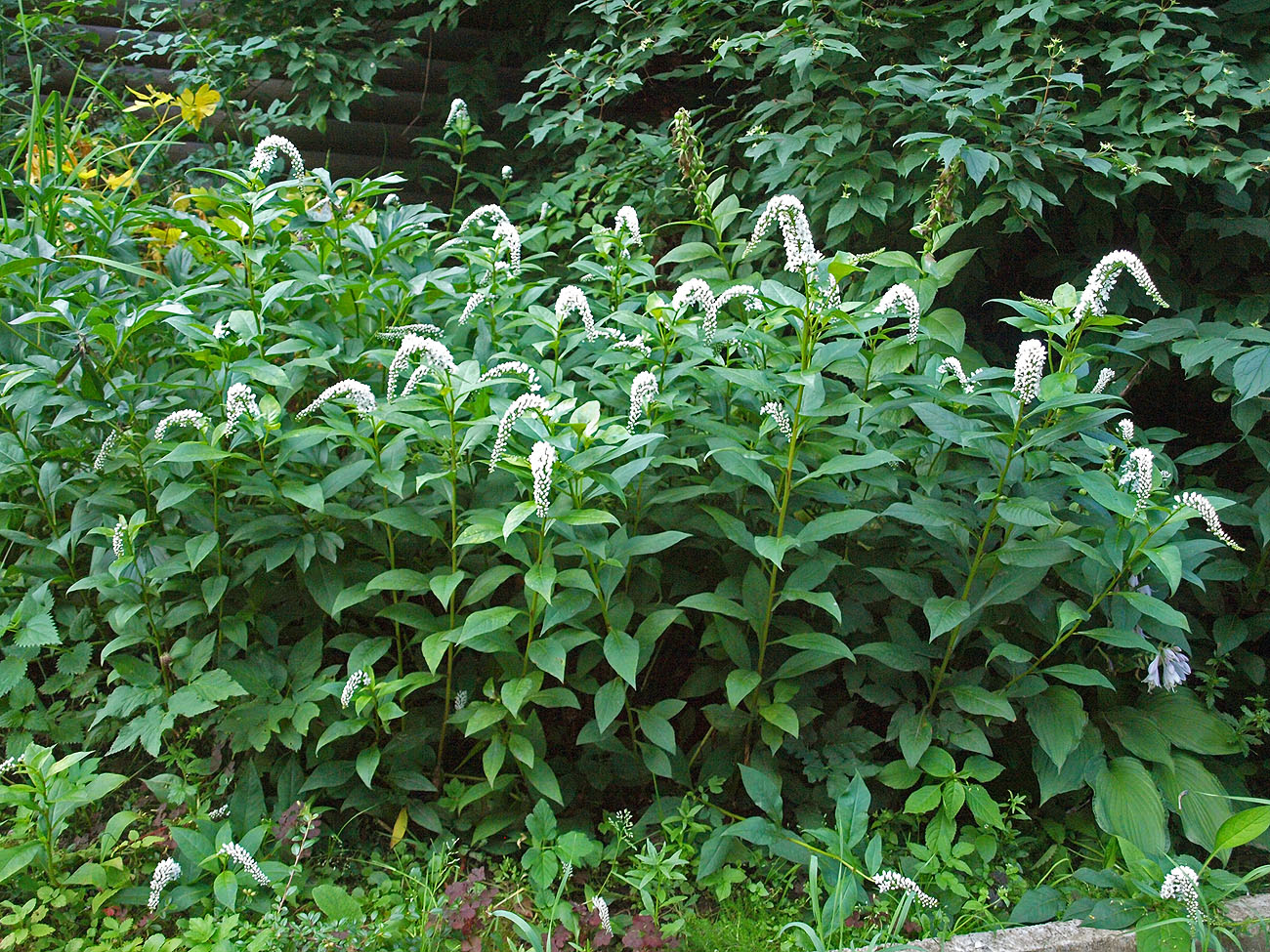 Image of Lysimachia clethroides specimen.