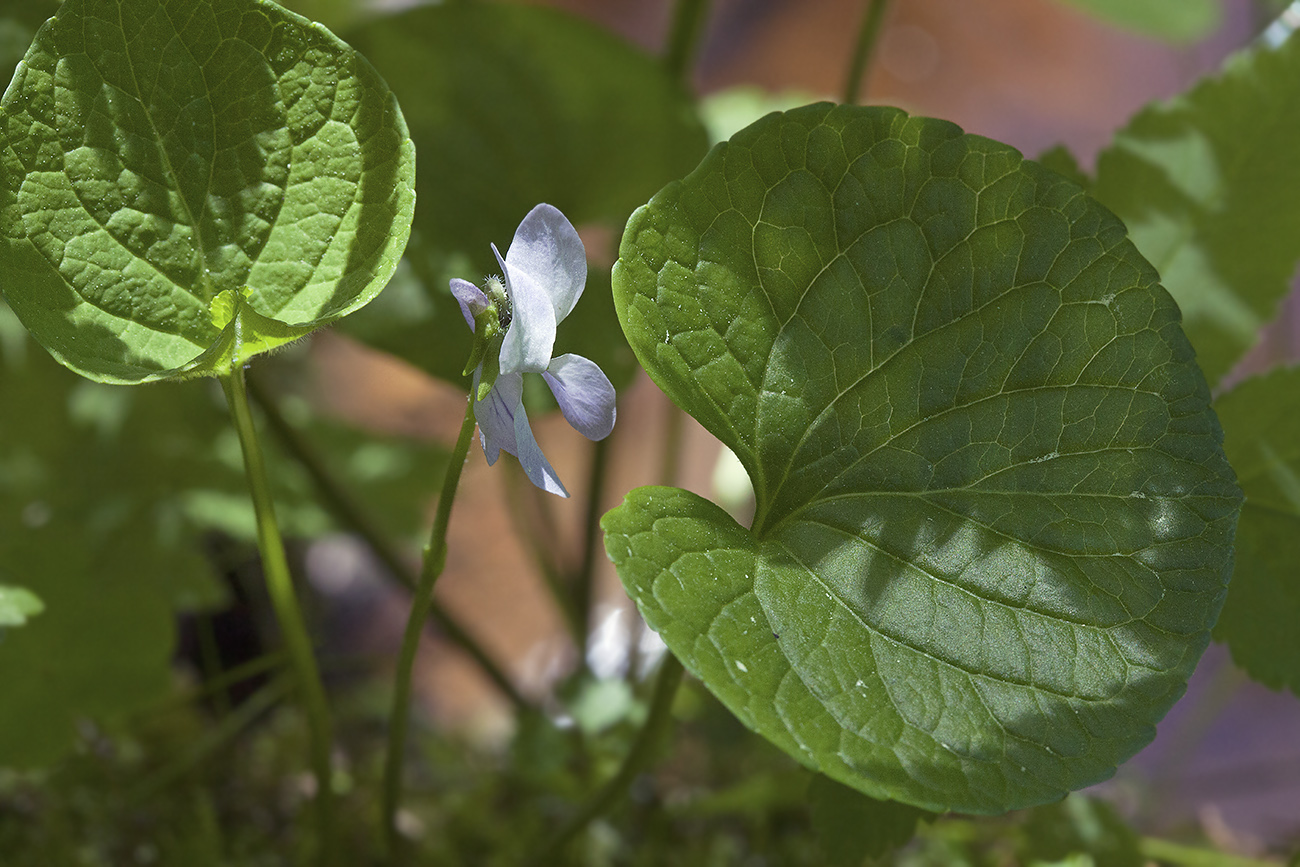 Изображение особи Viola epipsila.