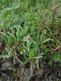 Antennaria carpatica