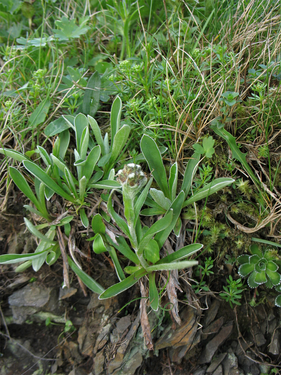 Изображение особи Antennaria carpatica.