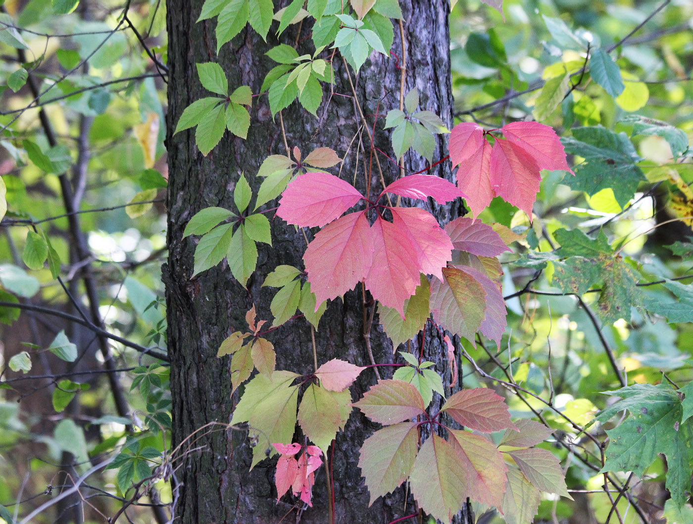 Изображение особи Parthenocissus quinquefolia.