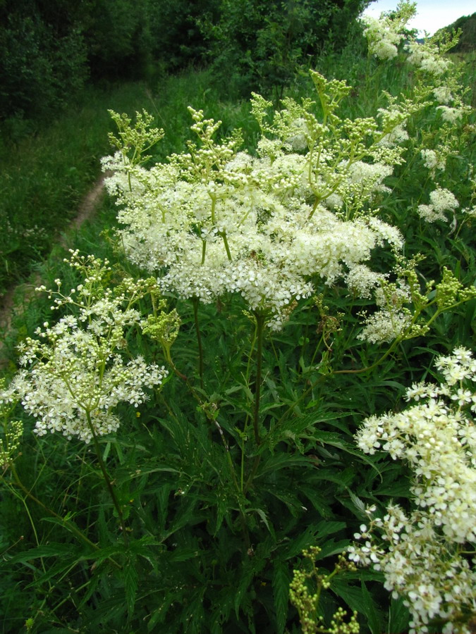 Image of Filipendula ulmaria specimen.