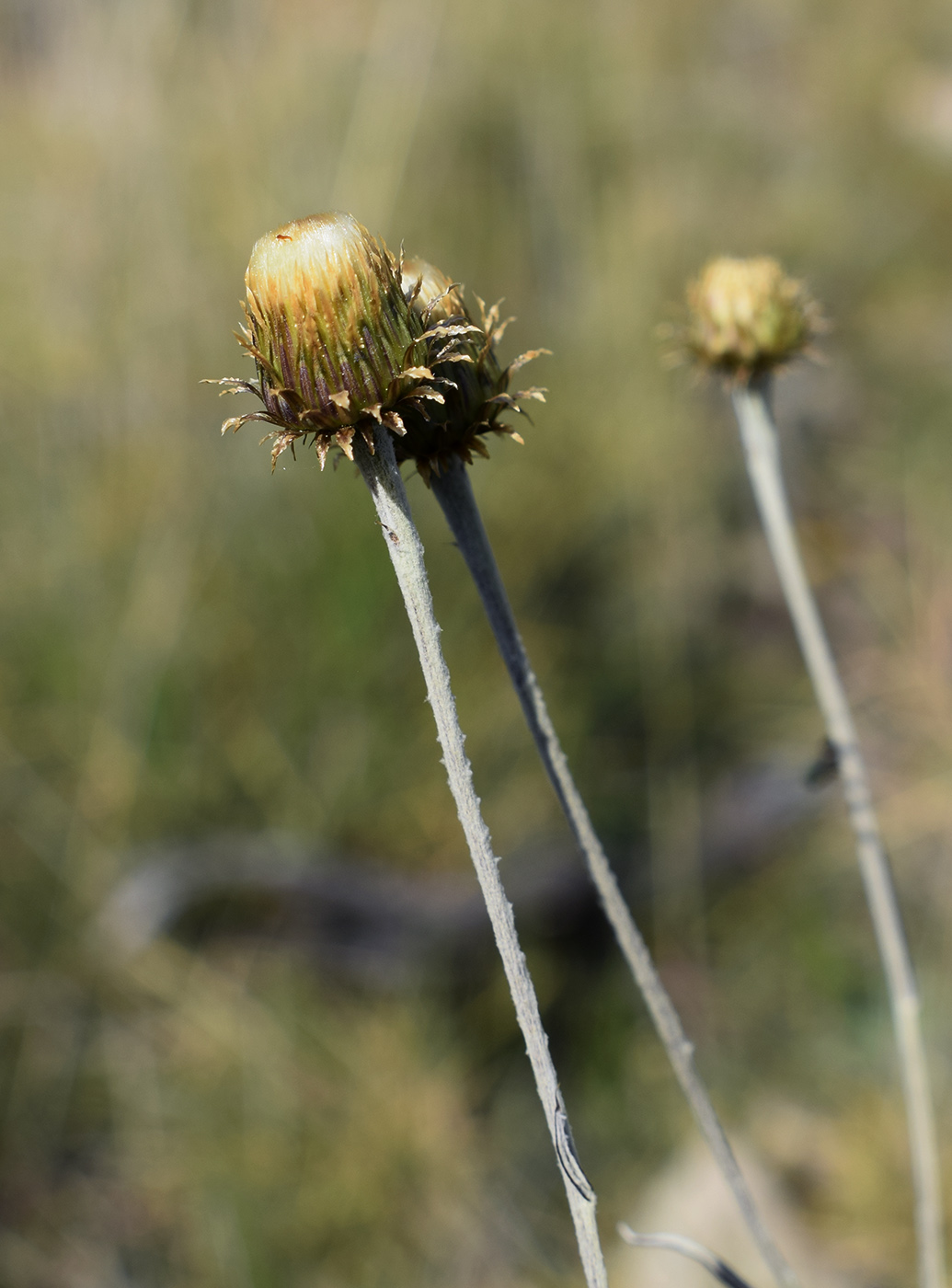 Image of Phagnalon saxatile specimen.