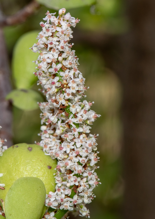 Image of Portulacaria afra specimen.