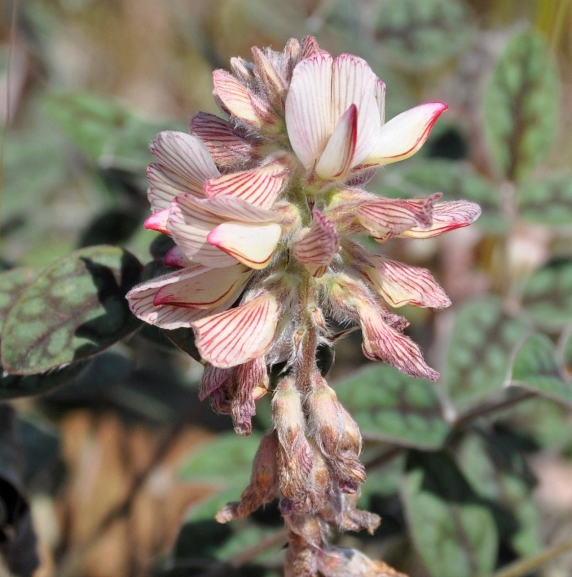 Изображение особи Onobrychis venosa.