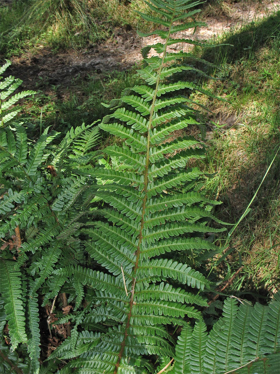 Изображение особи Dryopteris affinis.