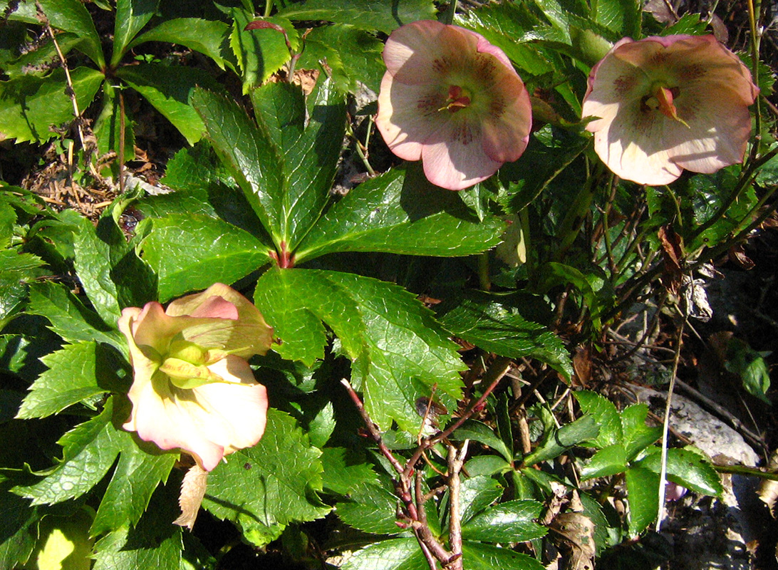 Image of Helleborus caucasicus specimen.