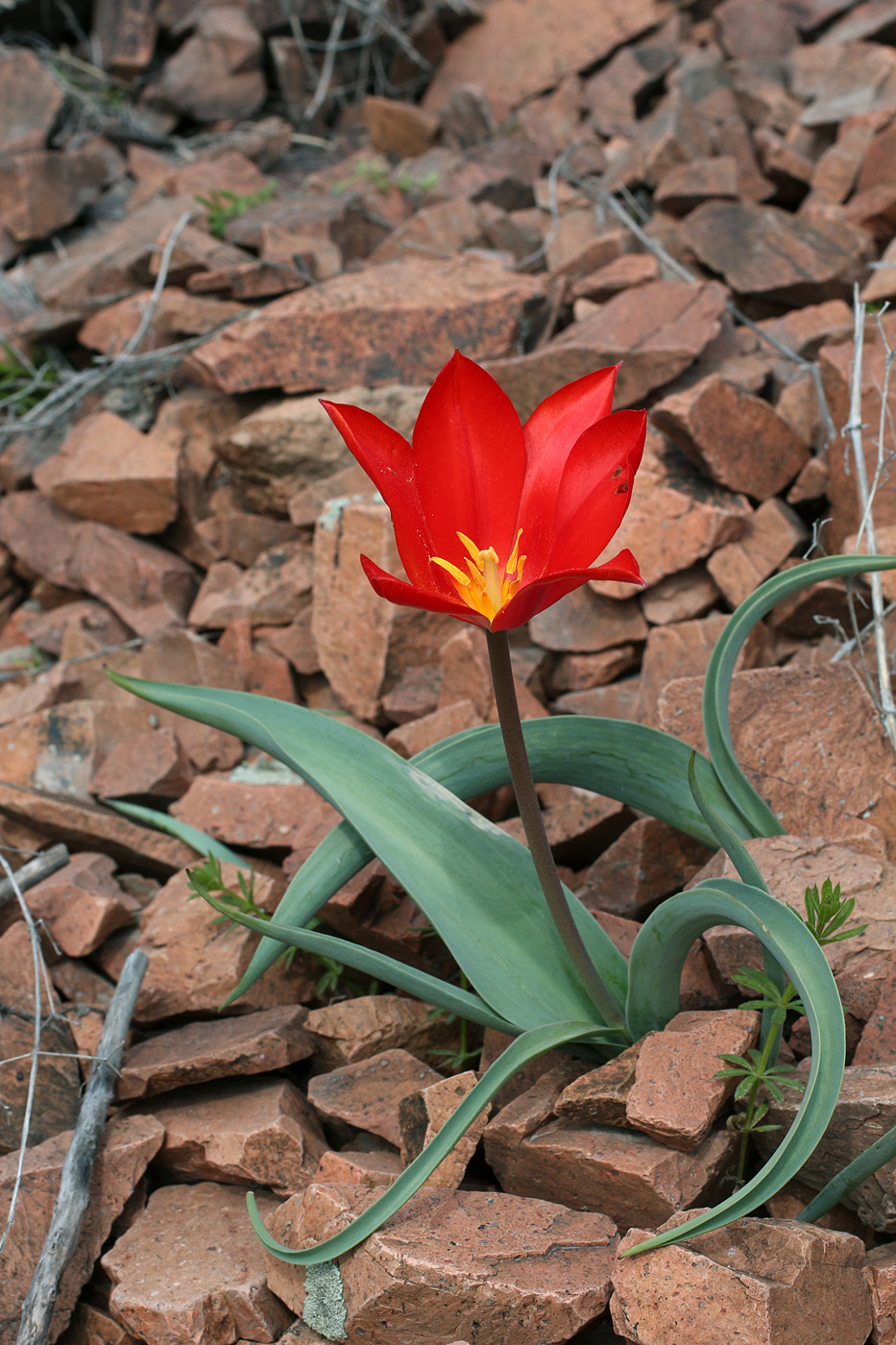 Изображение особи Tulipa vvedenskyi.