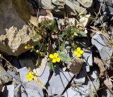 Diplotaxis muralis