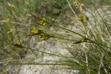 Carex halleriana. Верхушки плодоносящих побегов. Краснодарский край, м/о г. Новороссийск, гора Самбурова, травянистое сообщество задернованного скального обнажения в пушистодубово-грабинниково-скумпиевом редколесье. 28.04.2019.