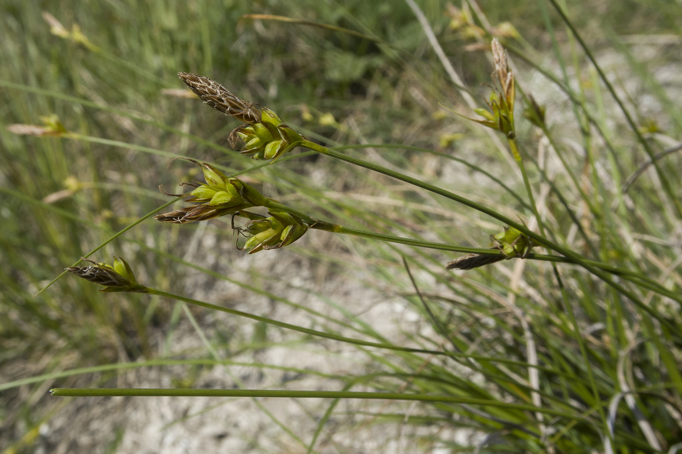 Изображение особи Carex halleriana.