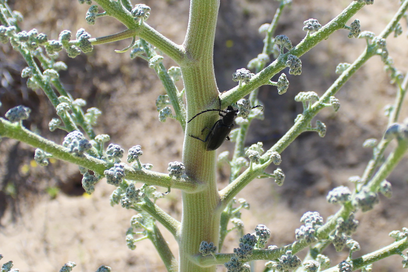 Image of Dorema sabulosum specimen.