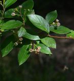 Cotoneaster lucidus