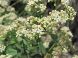Galium valantioides. Часть соцветия. Дагестан, Левашинский р-н, окр. с. Леваши, ок. 1400 м н.у.м., скальный выход. 09.06.2019.