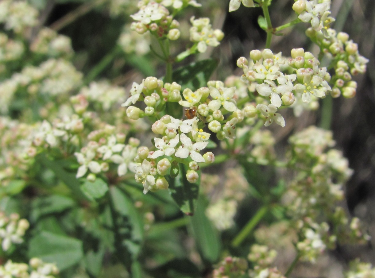 Image of Galium valantioides specimen.