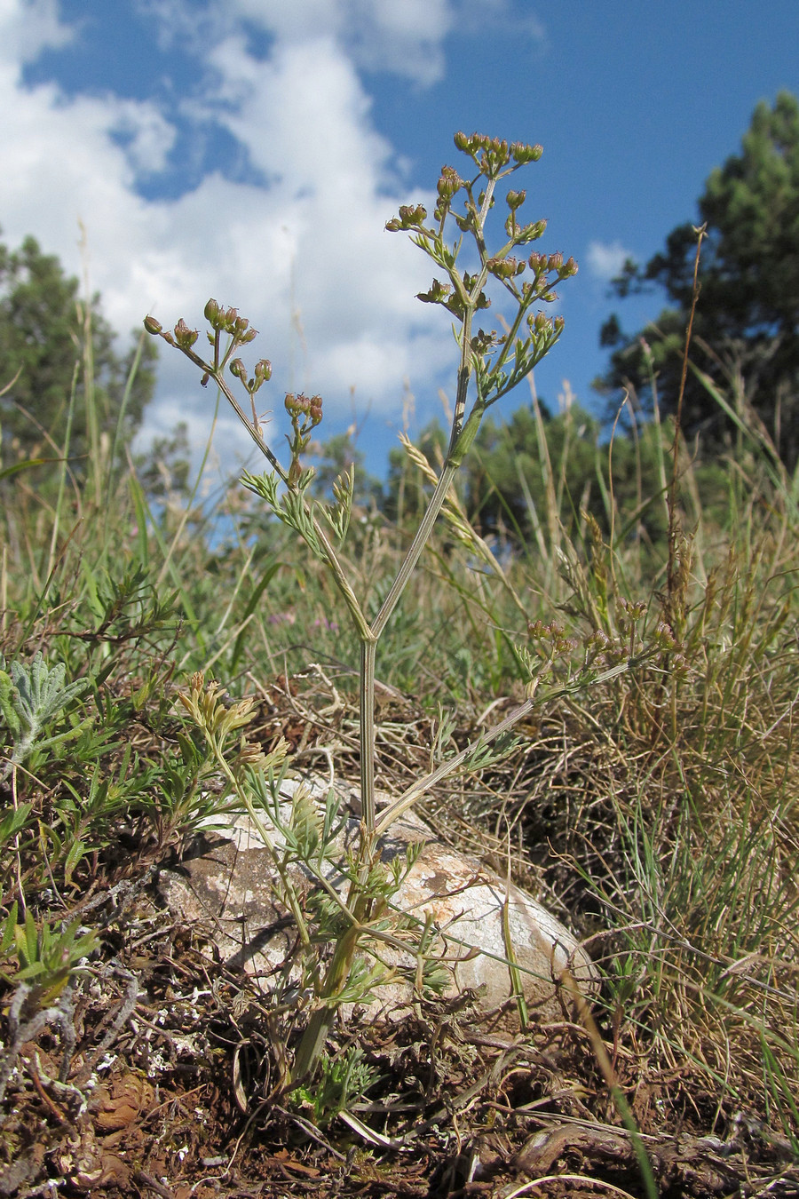 Image of Trinia biebersteinii specimen.